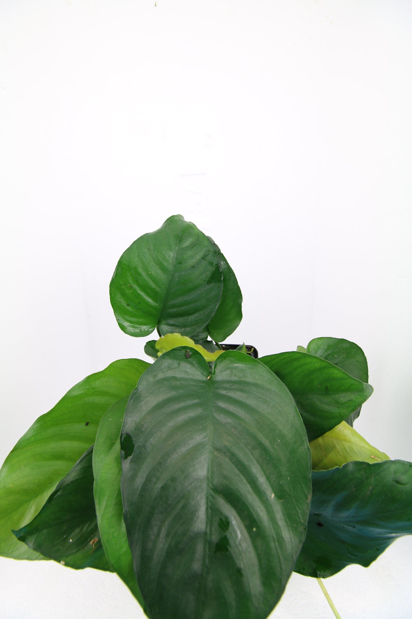 Anubias Barteri Mutterpflanze