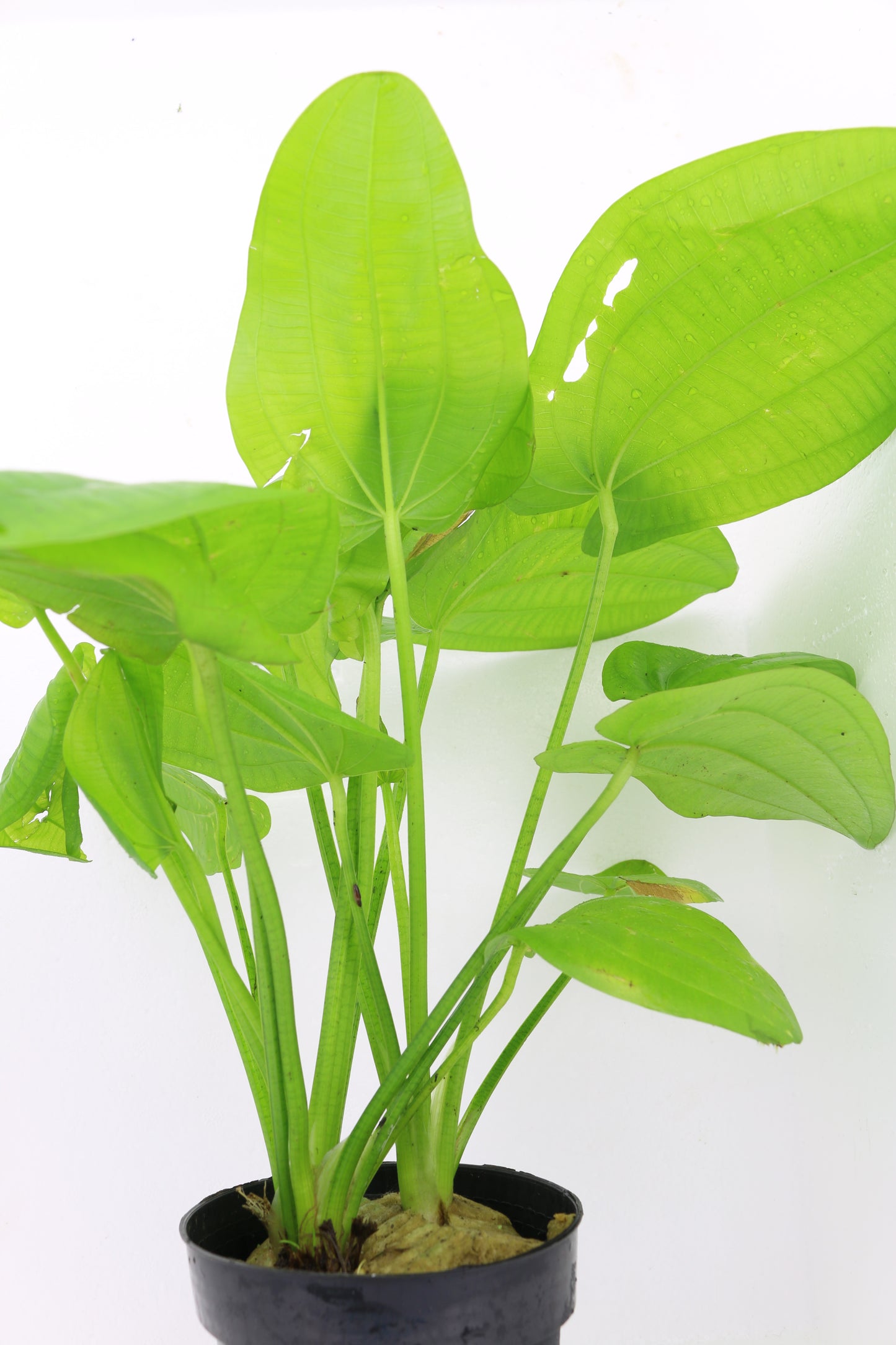 Echinodorus Cordifolius Mutterpflanze