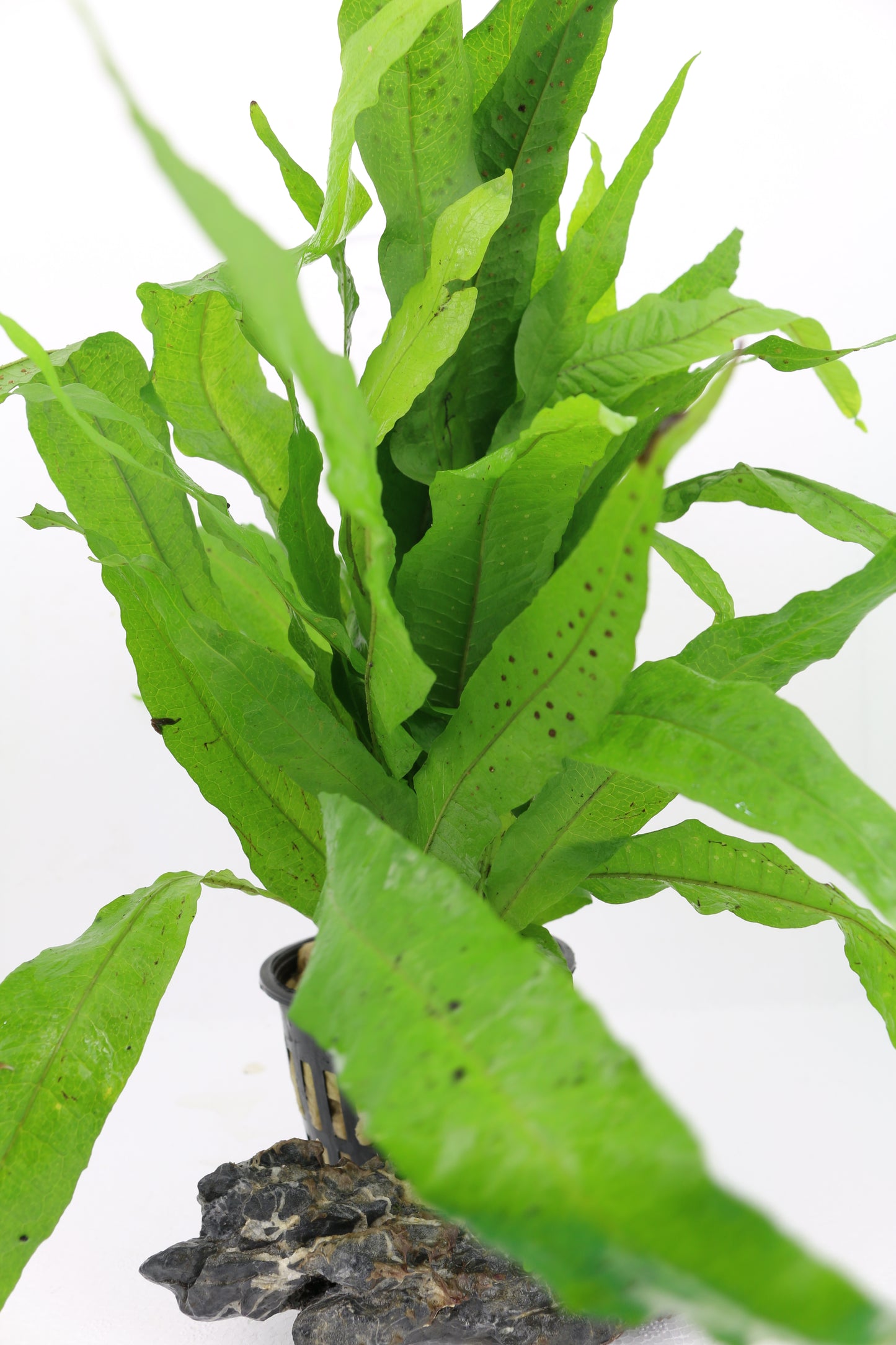 Microsorum pteropus Mutterpflanze