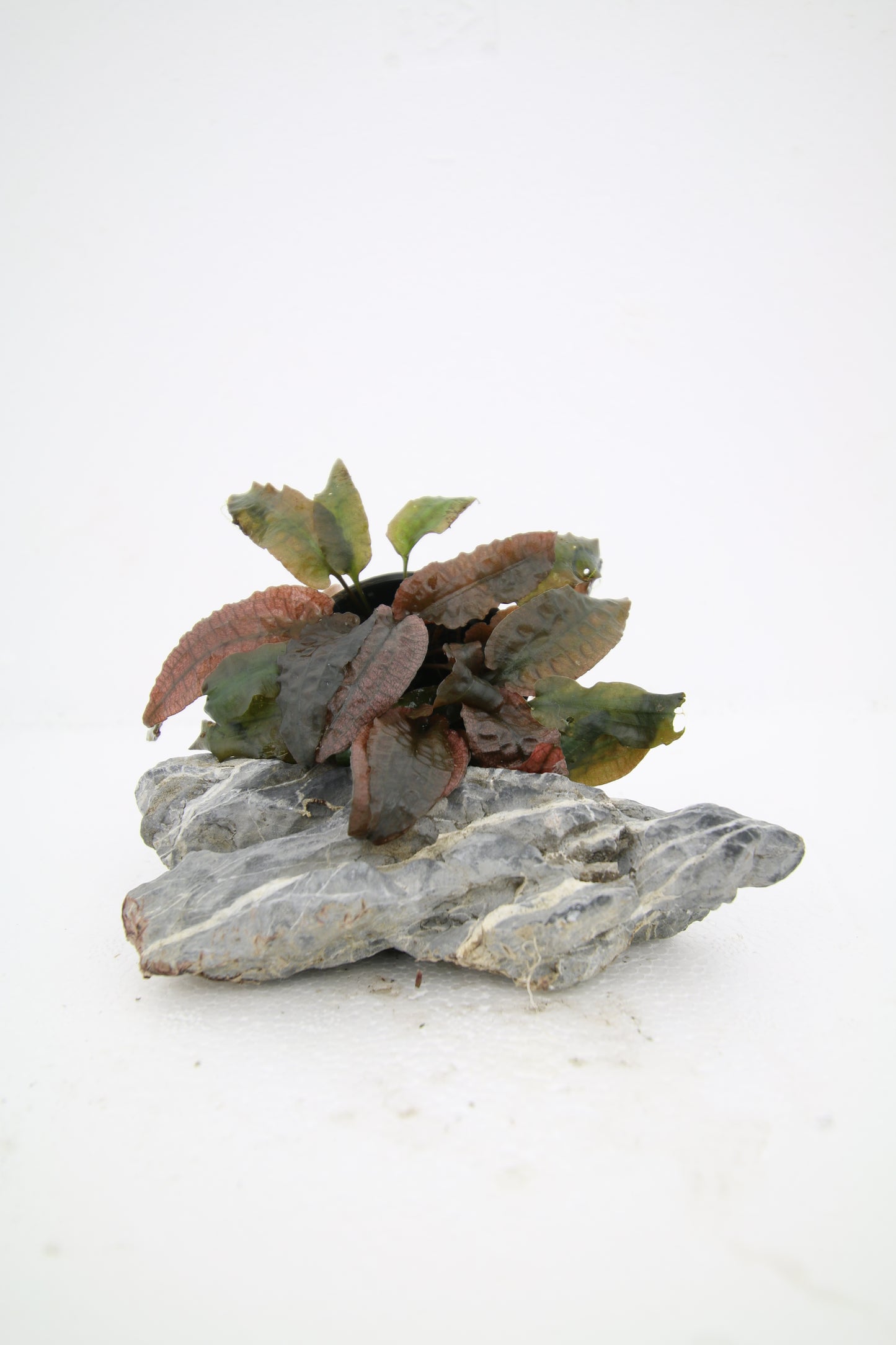 Cryptocoryne Wendtii ´Fancy Pink´