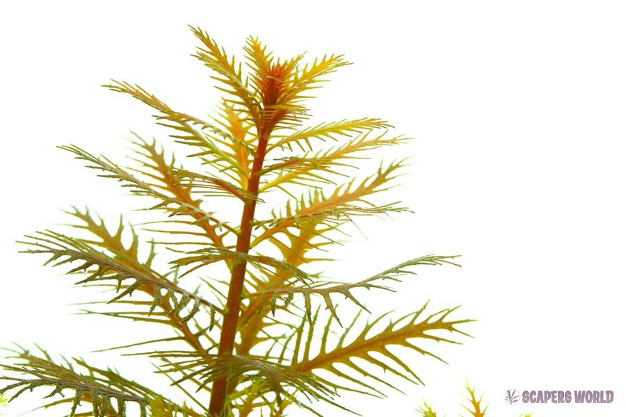 Proserpinaca palustris