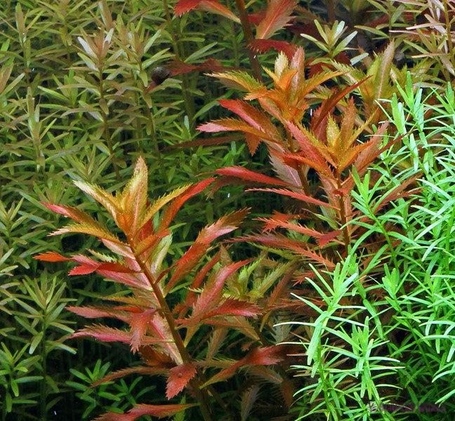 Proserpinaca palustris