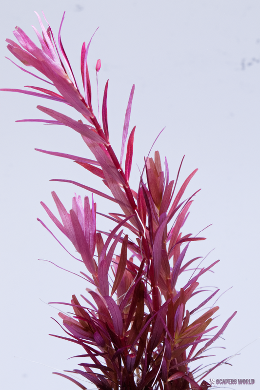 Rotala Blood red singapore
