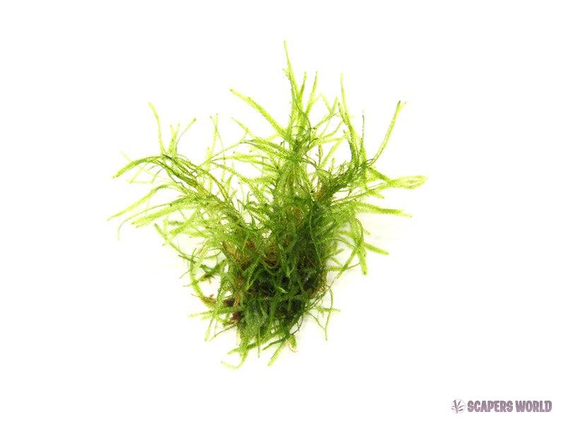 Taxiphyllum alternans (Taiwan Moss)