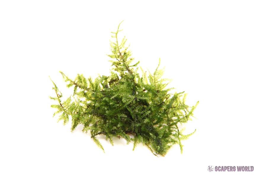 Vesicularia montagnei
