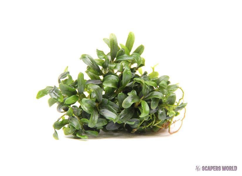 Bucephalandra micrantha Needle leaf