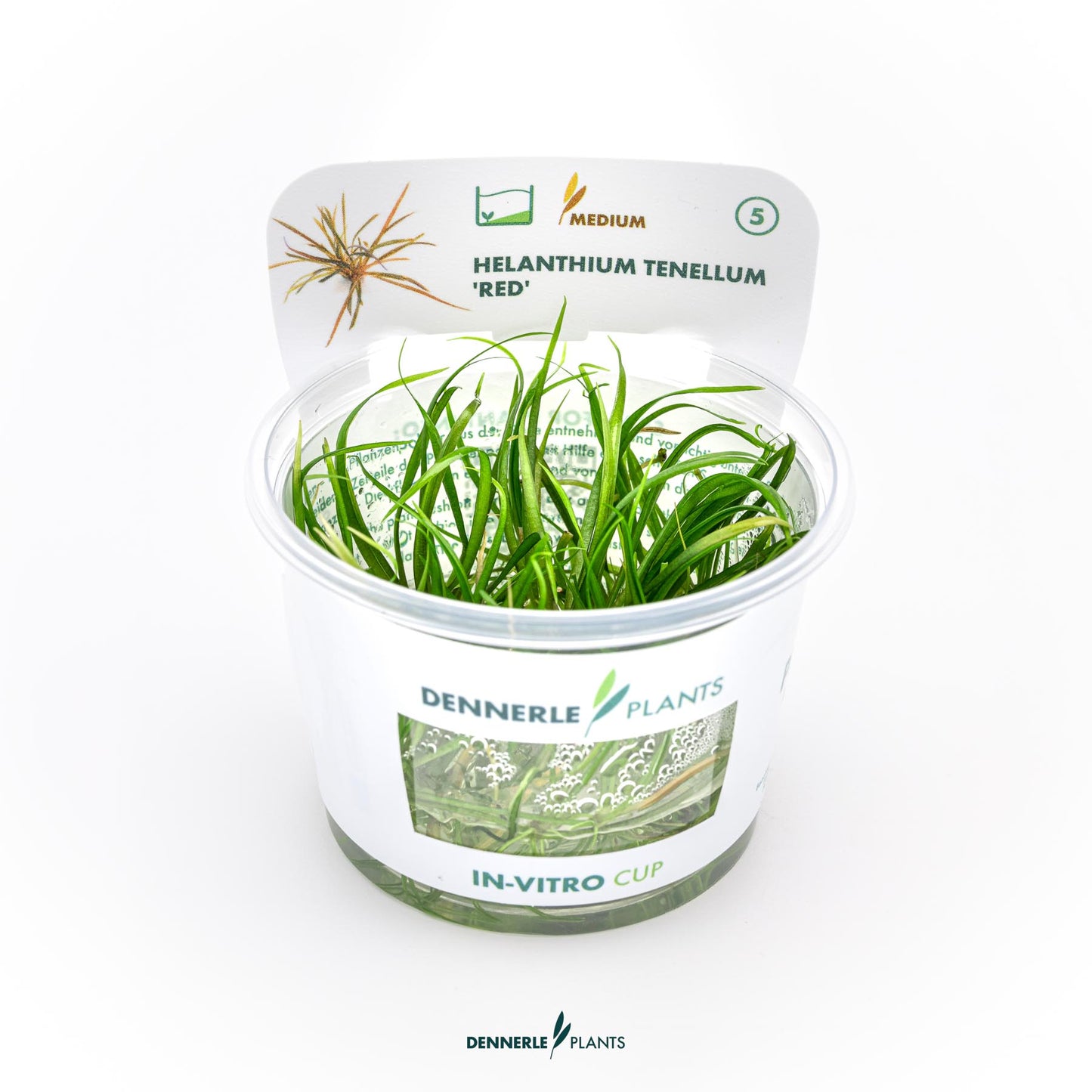 Helanthium tenellum Red