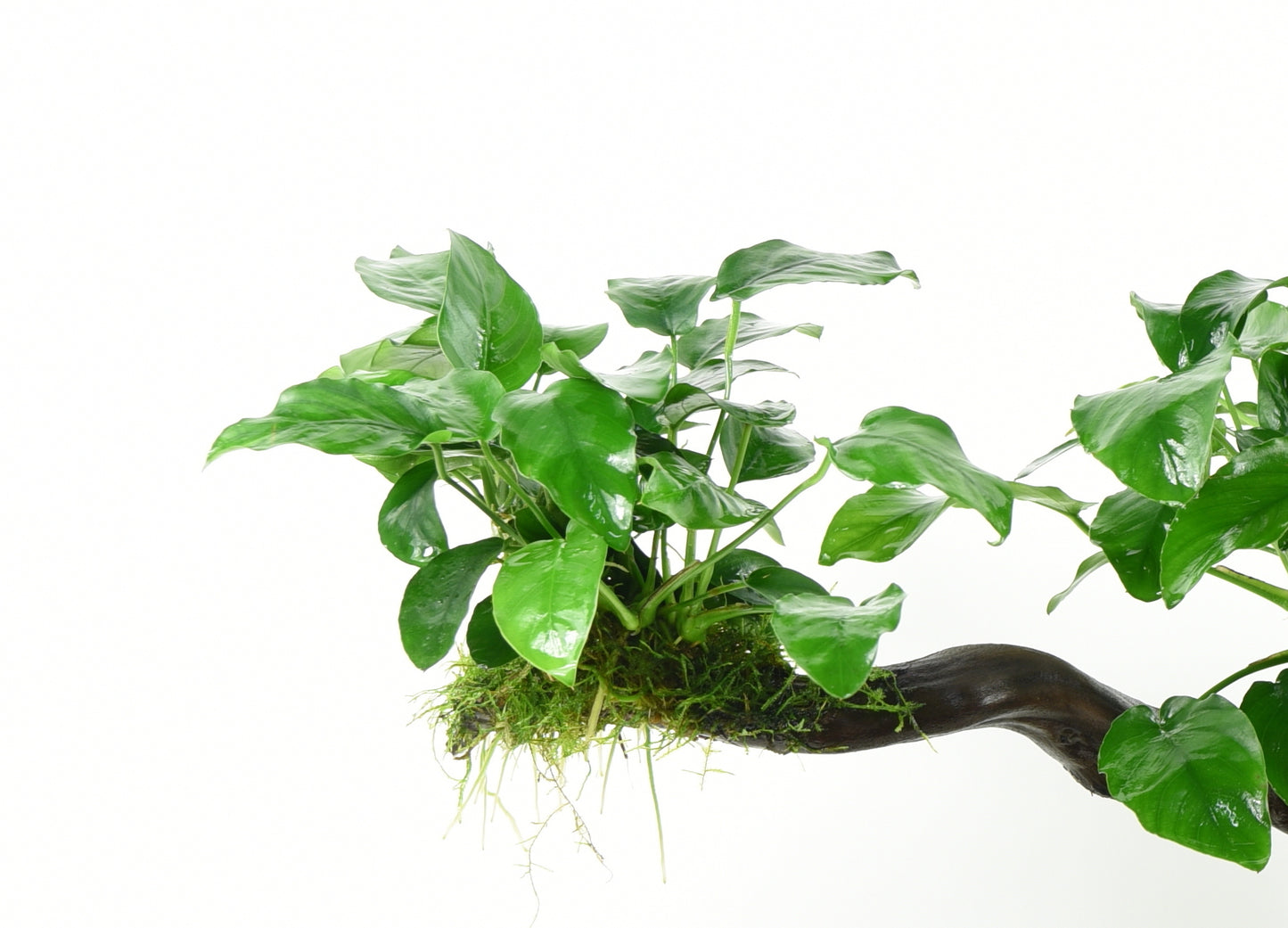 Anubias barteri var, nana