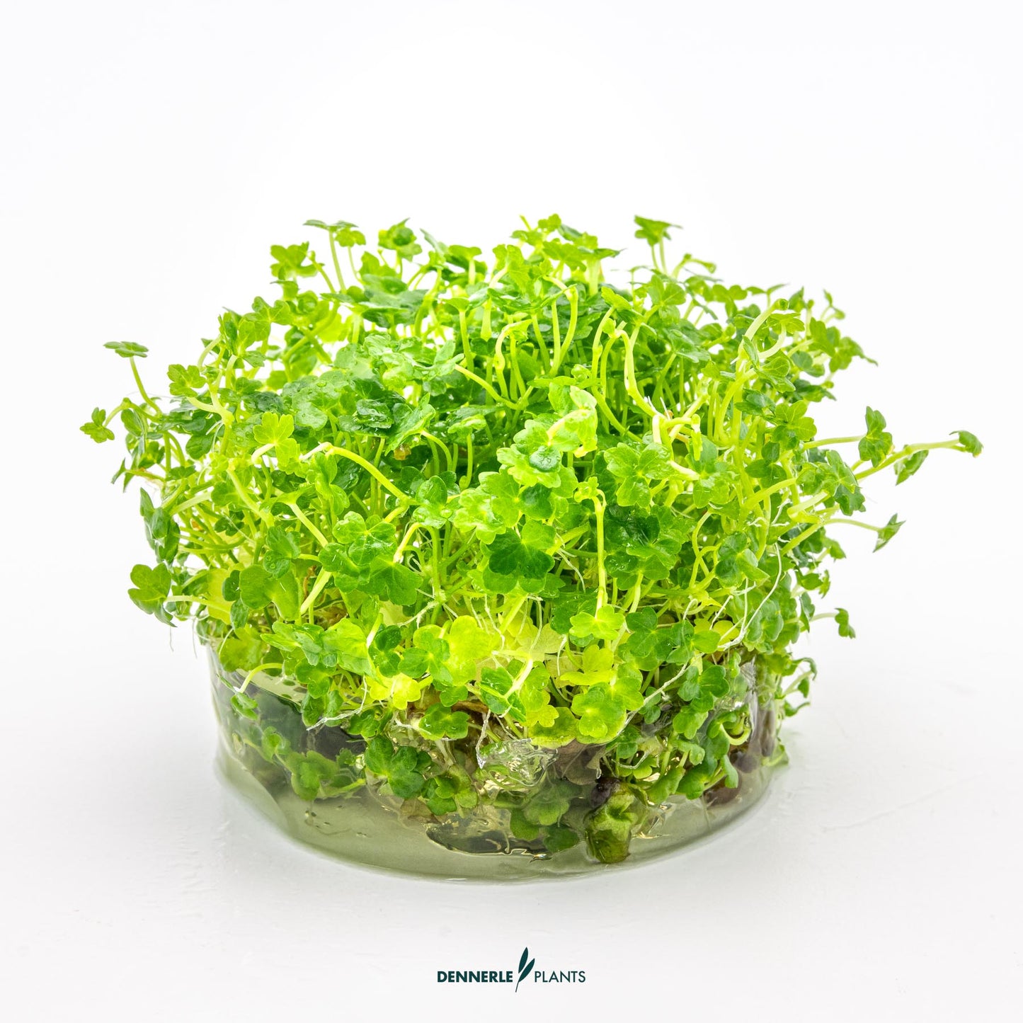 Hydrocotyle tripatita `Mini`