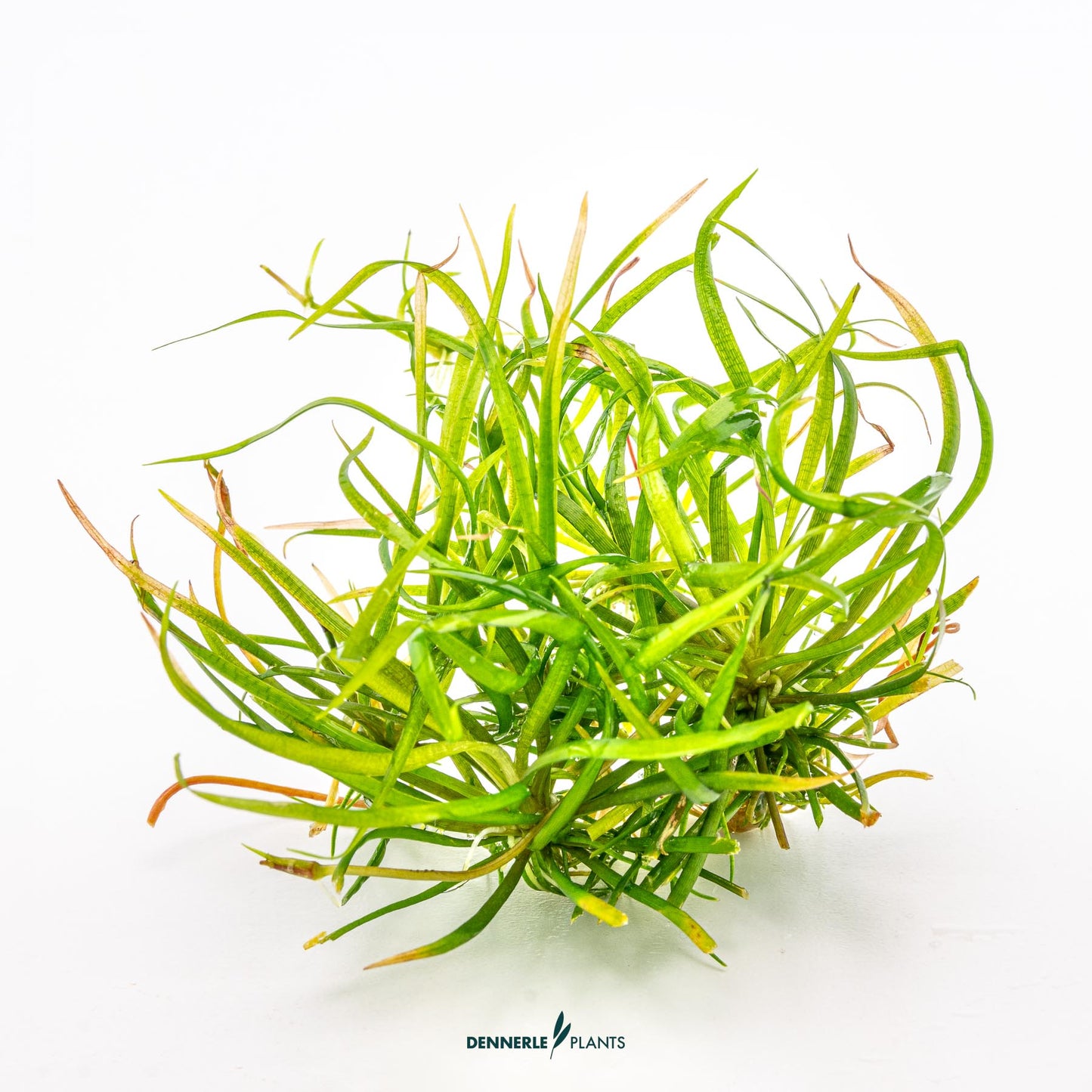 Helanthium tenellum Red
