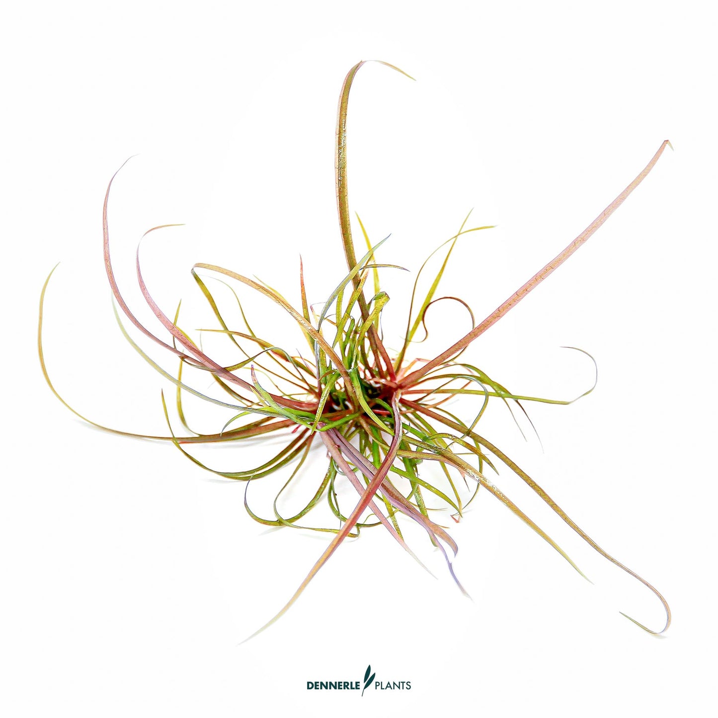 Helanthium tenellum Red