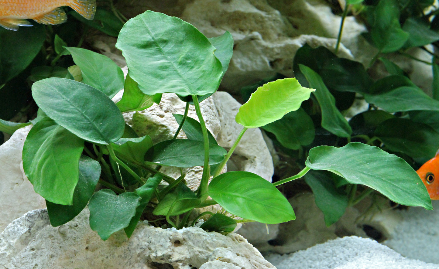 Anubias barteri var, nana
