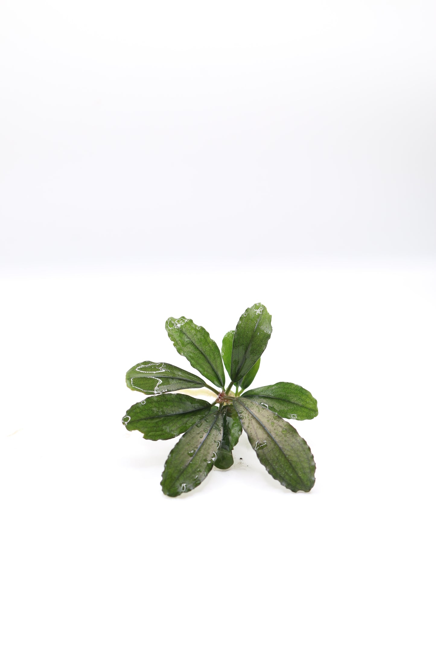 Bucephalandra brownie 'Ghost'