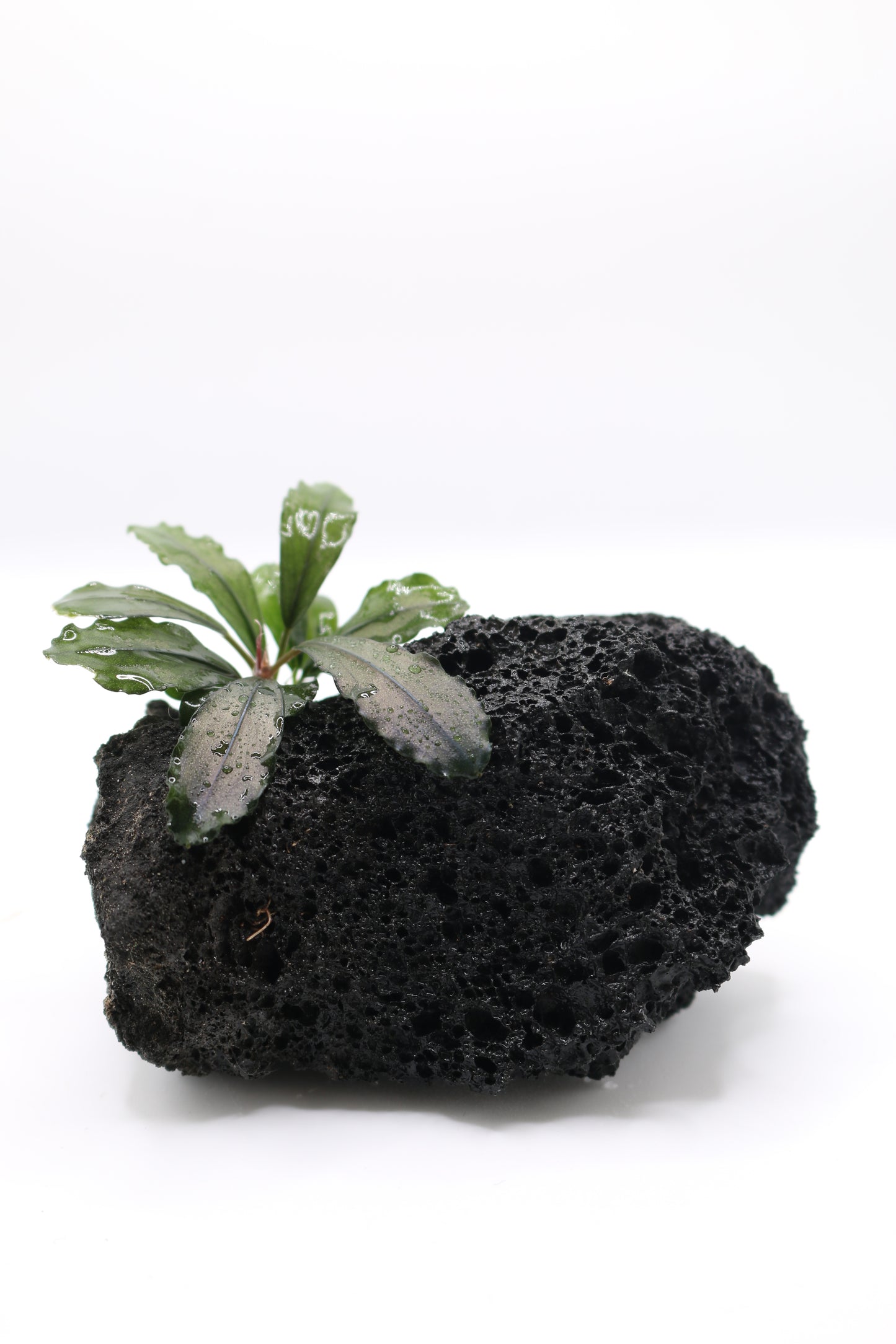 Bucephalandra brownie 'Ghost'