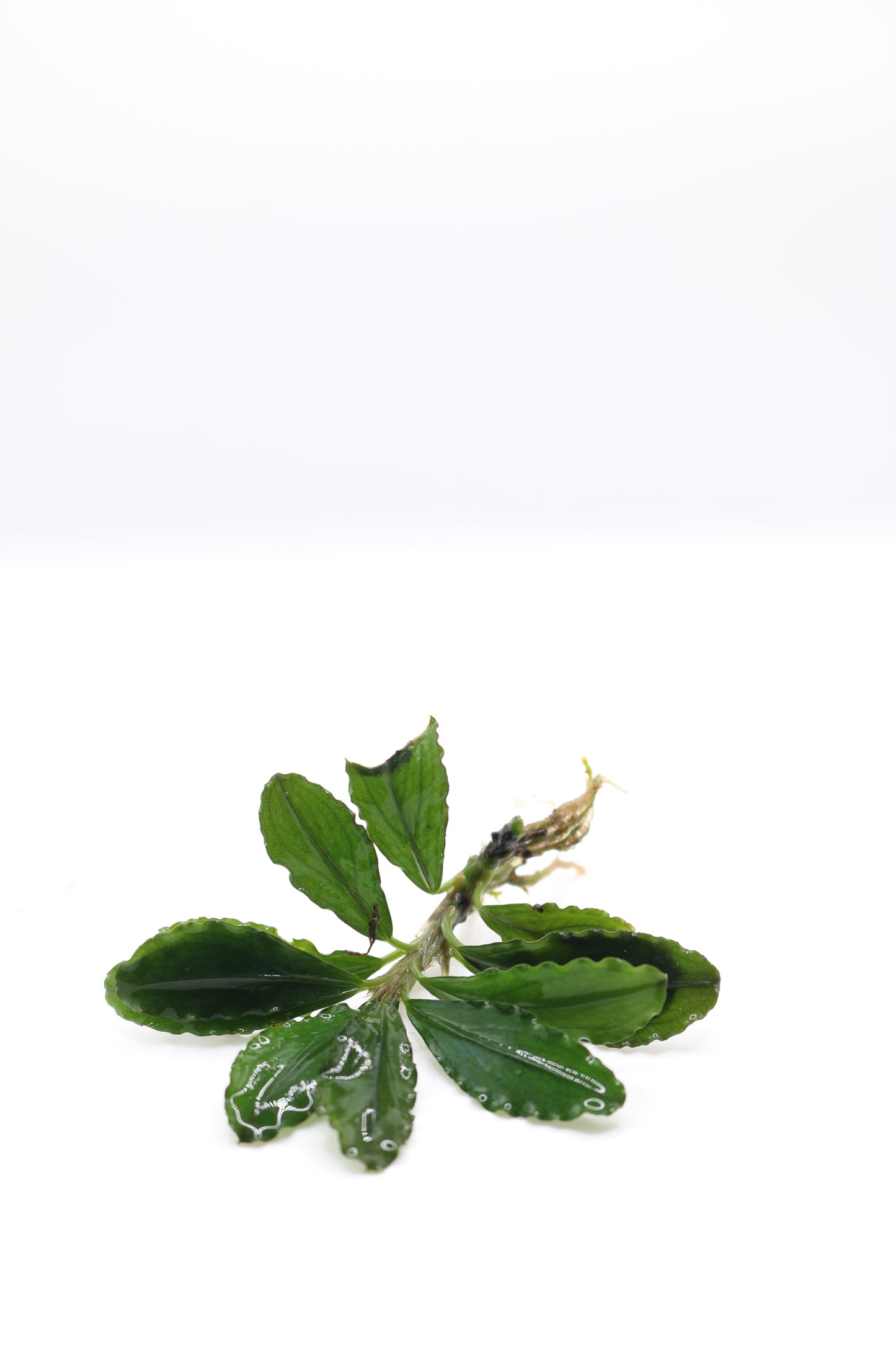 Bucephalandra Red Scorpio