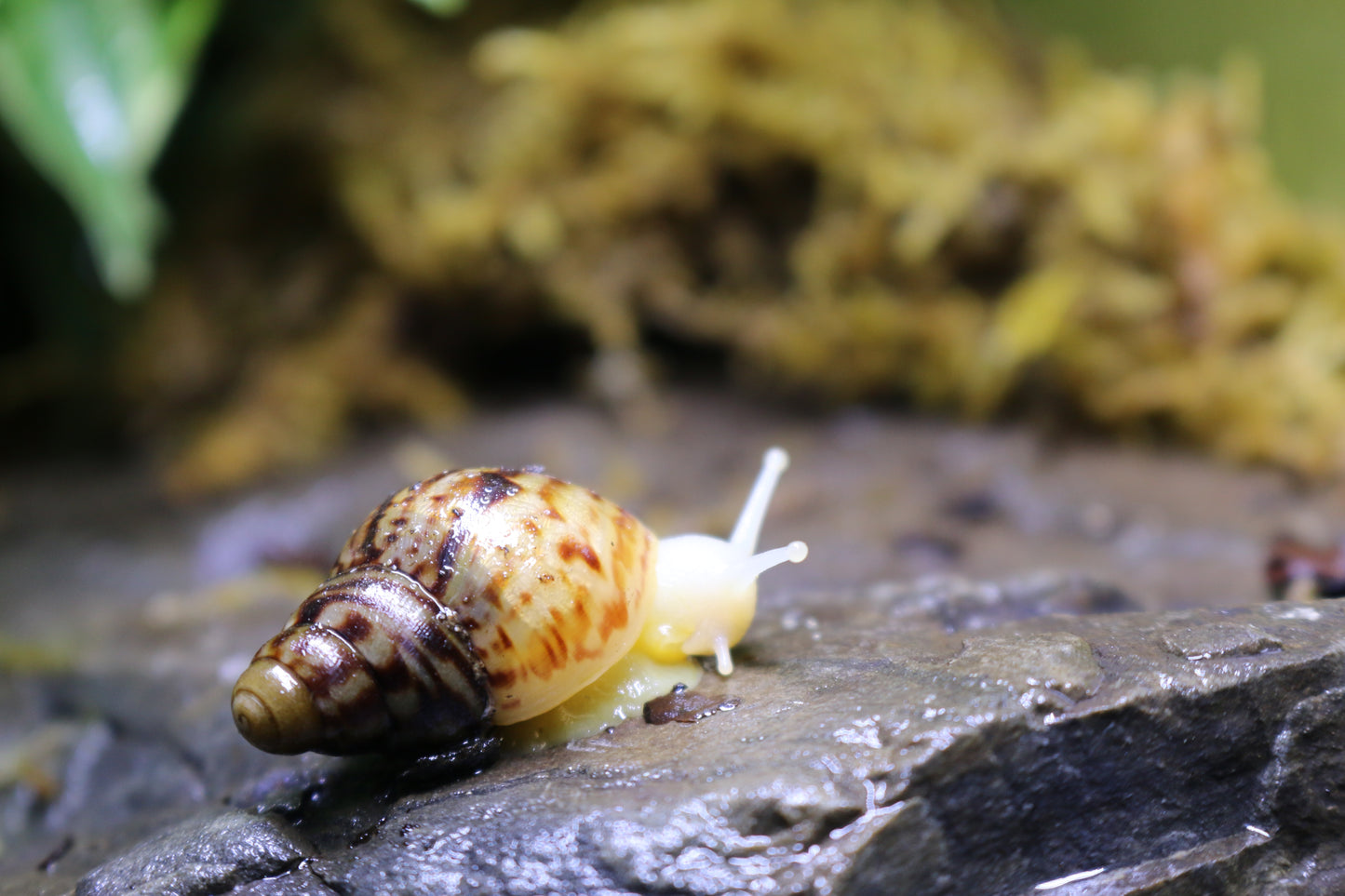 Afrikanische Albino-Riesenschnecke, Achatina reticulata "albino" DNZ