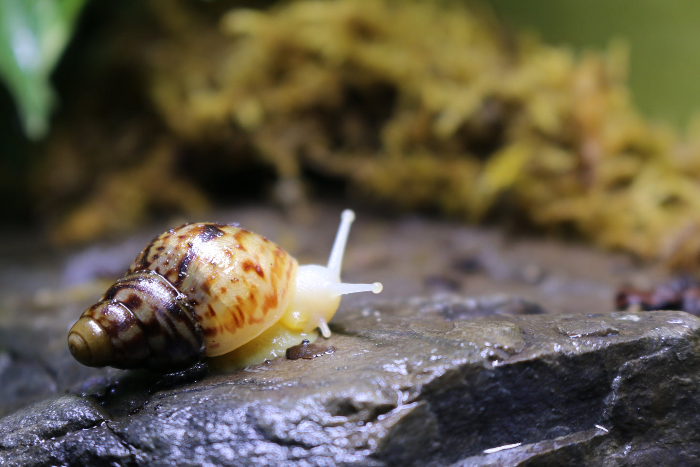 Afrikanische Albino-Riesenschnecke, Achatina reticulata "albino" DNZ