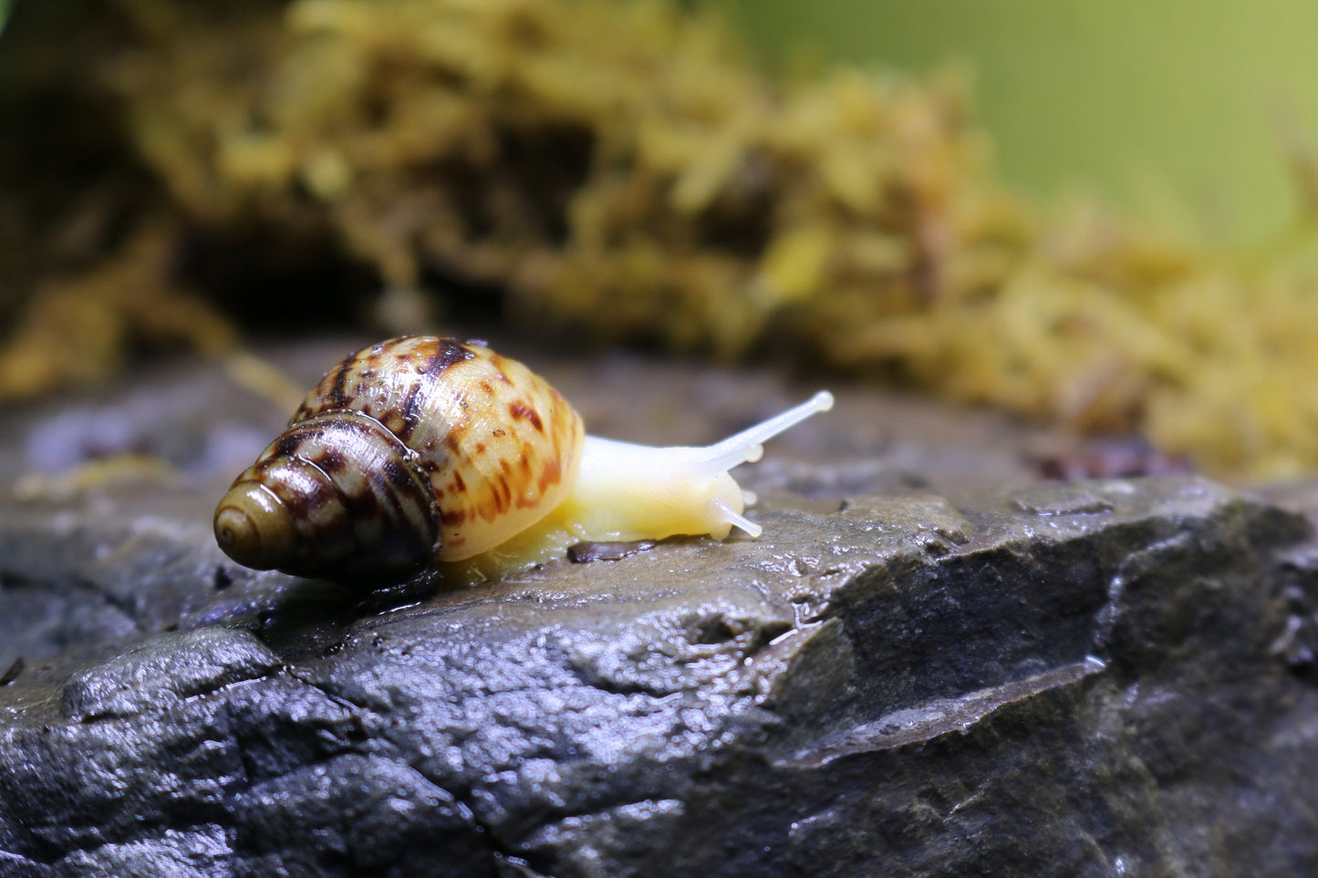 Afrikanische Albino-Riesenschnecke, Achatina reticulata "albino" DNZ