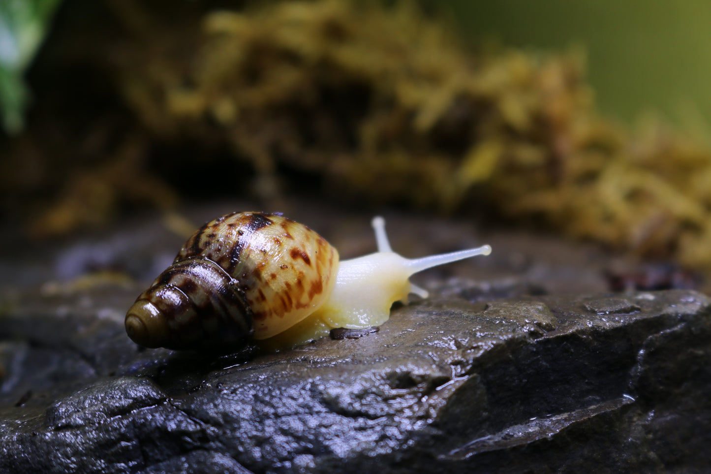 Afrikanische Albino-Riesenschnecke, Achatina reticulata "albino" DNZ