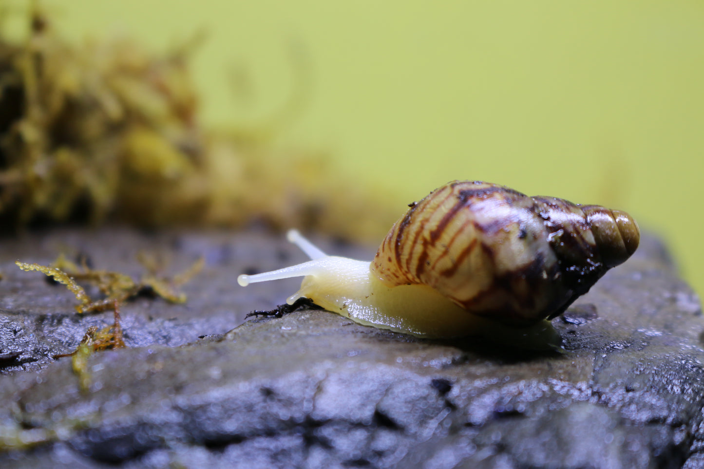 Afrikanische Albino-Riesenschnecke, Achatina reticulata "albino" DNZ