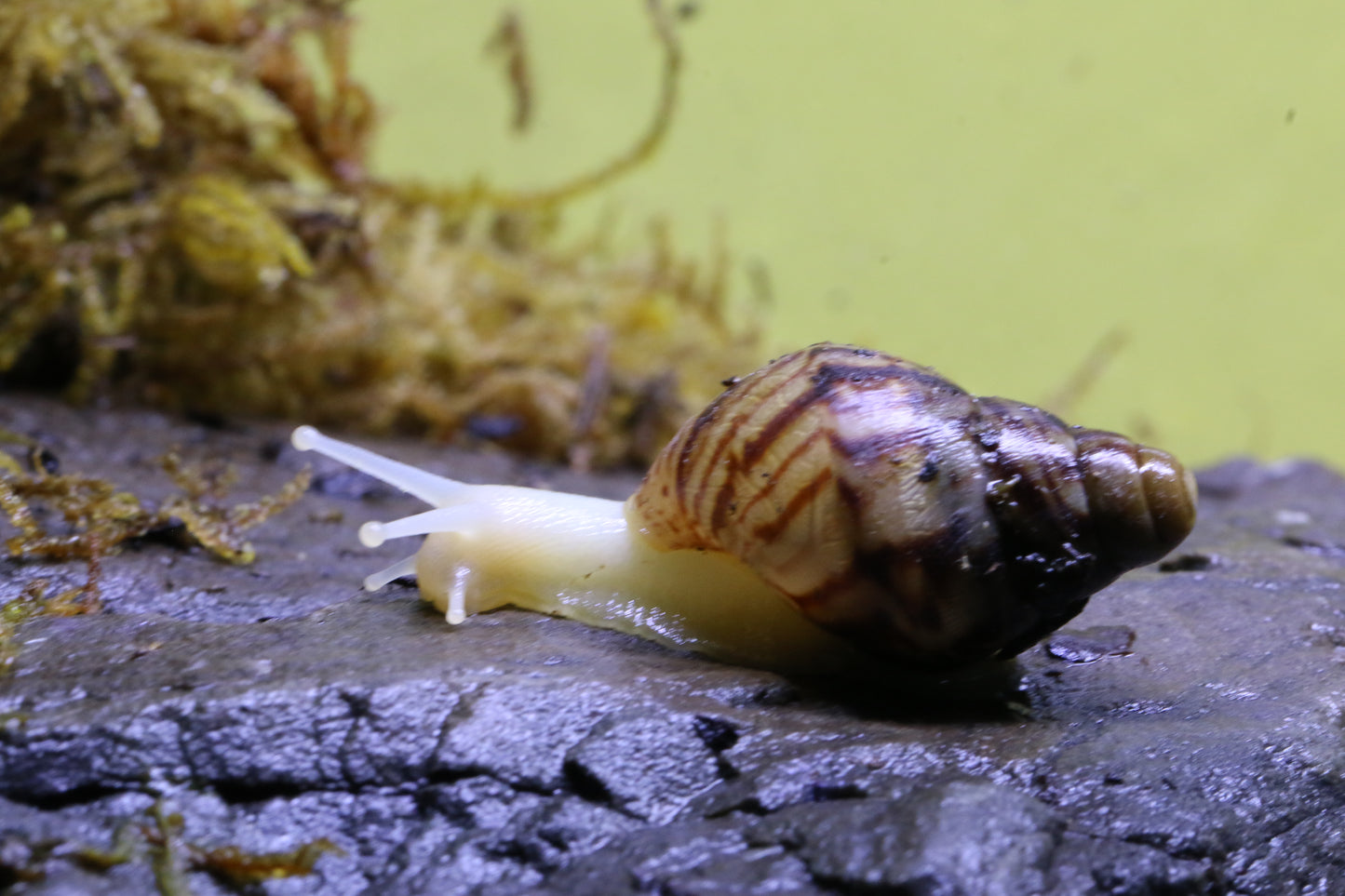 Afrikanische Albino-Riesenschnecke, Achatina reticulata "albino" DNZ