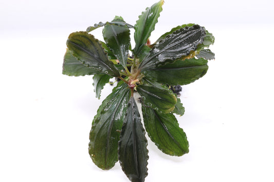 Bucephalandra Red Scorpio