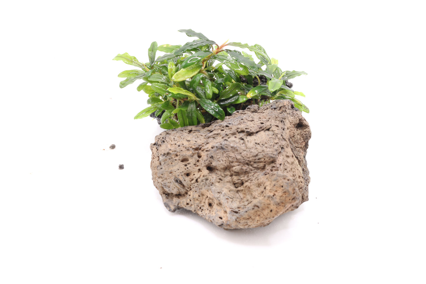 Bucephalandra micrantha Needle leaf