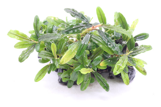Bucephalandra micrantha Needle leaf