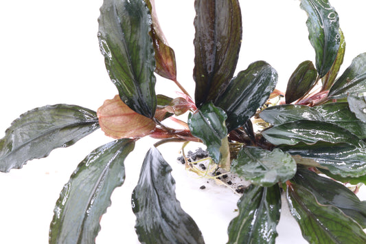 Bucephalandra Purple Swan