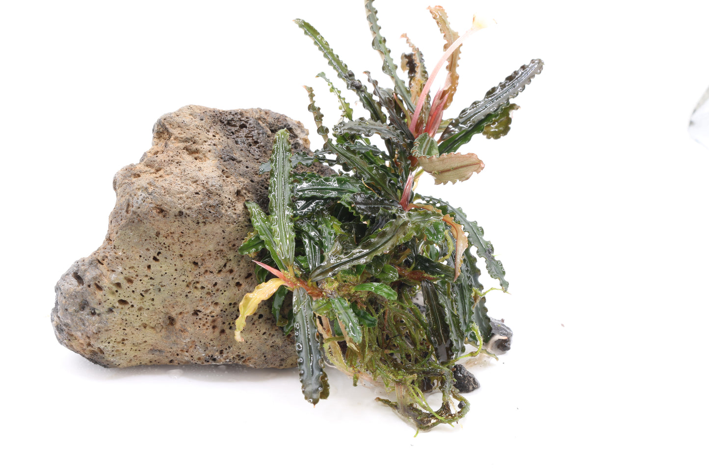 Bucephalandra King Crocodile