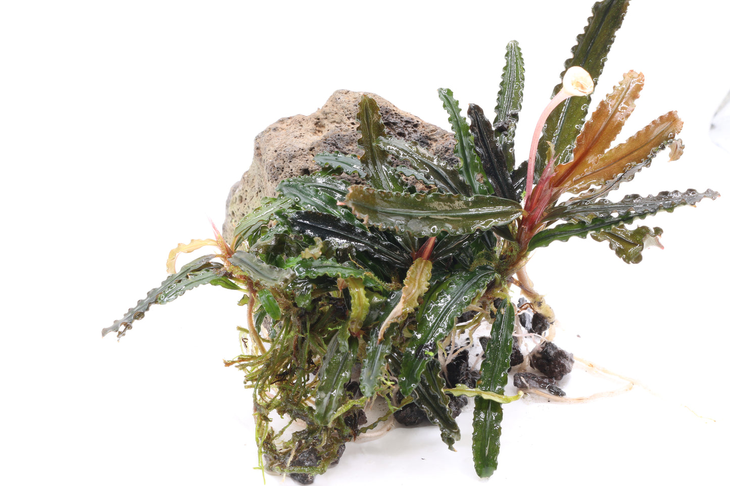 Bucephalandra King Crocodile