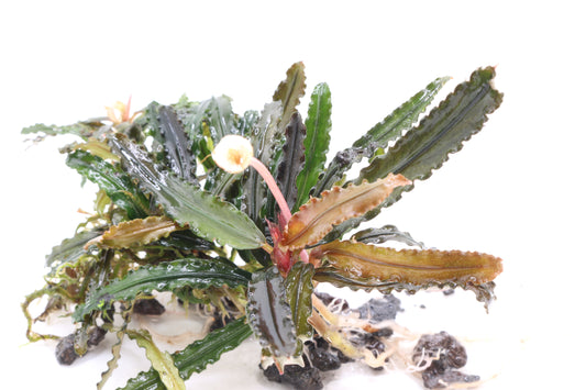Bucephalandra King Crocodile
