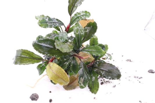 Bucephalandra brownie 'Ghost'