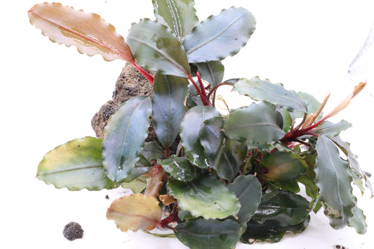 Bucephalandra Helena 2013