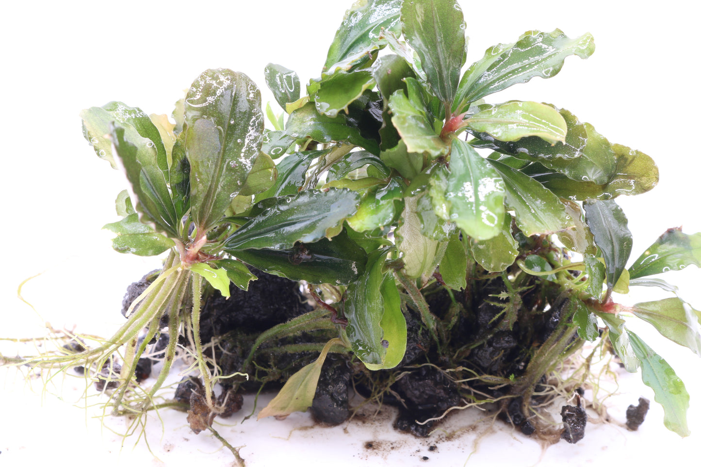 Bucephalandra Blue Green