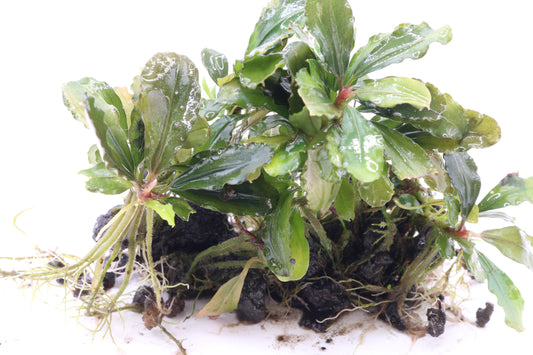 Bucephalandra Batang Kawa