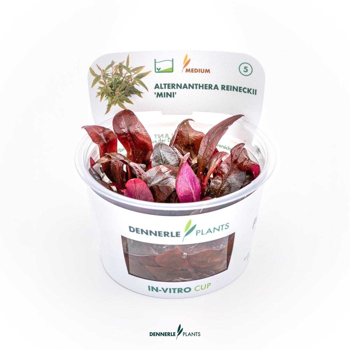 Alternanthera reineckii ´Mini´
