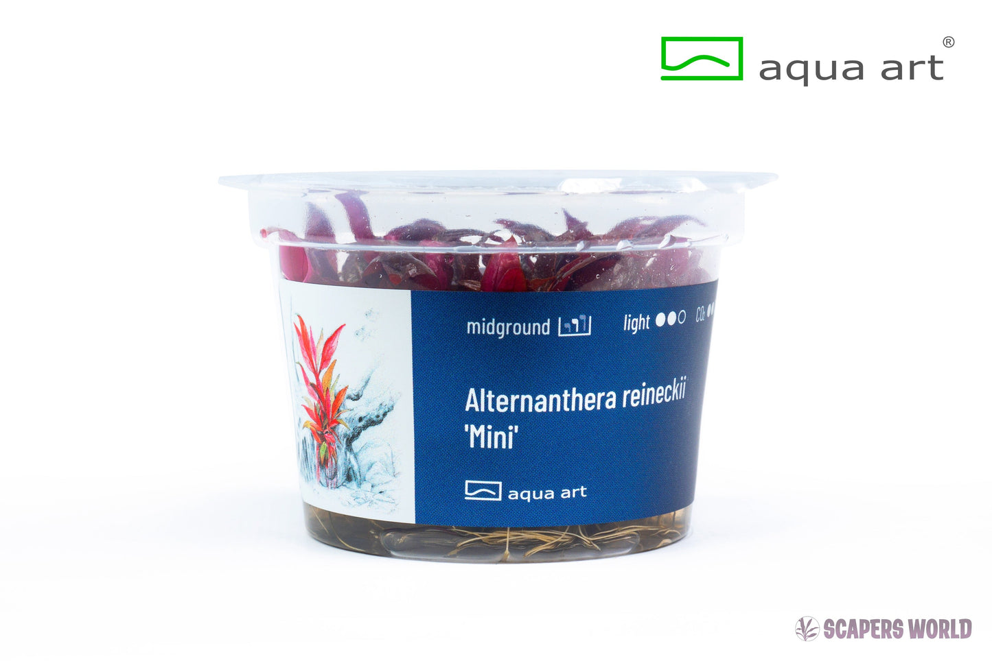 Alternanthera reineckii ´Mini´