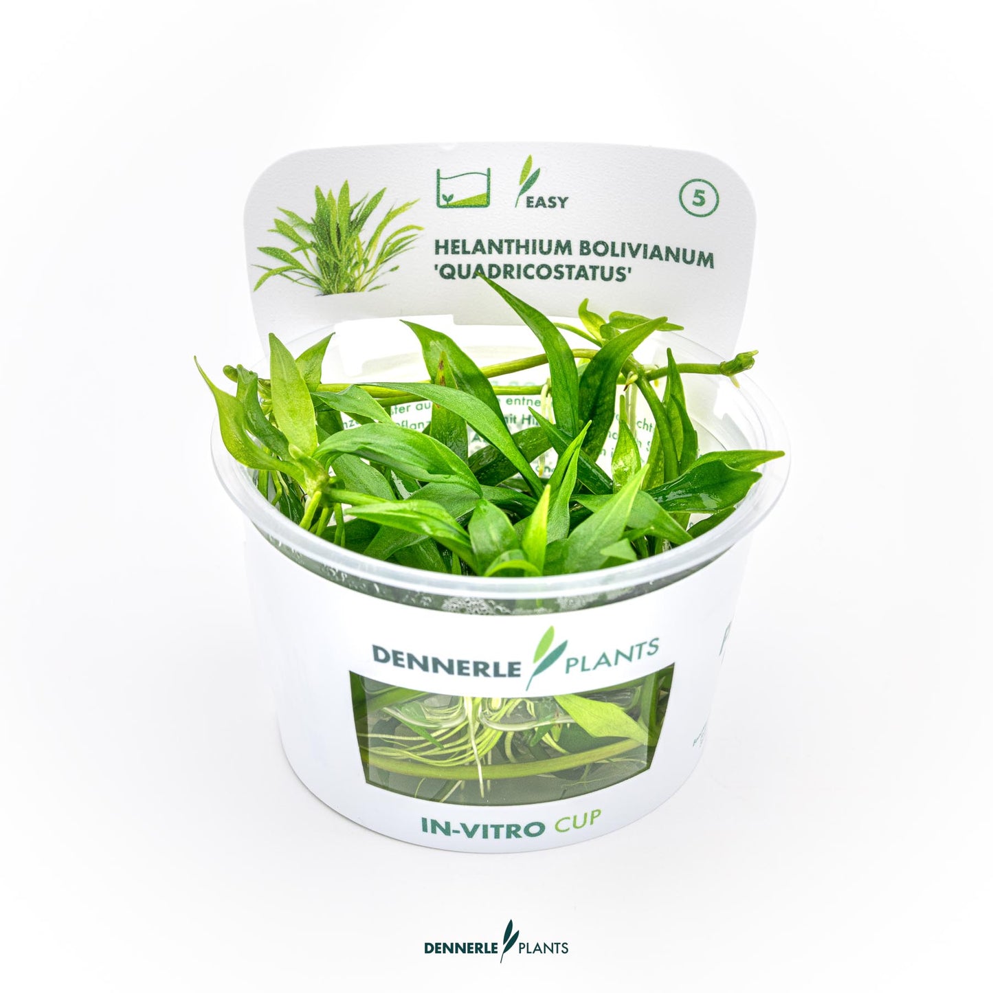 Helanthium boliv. Quadricostatus