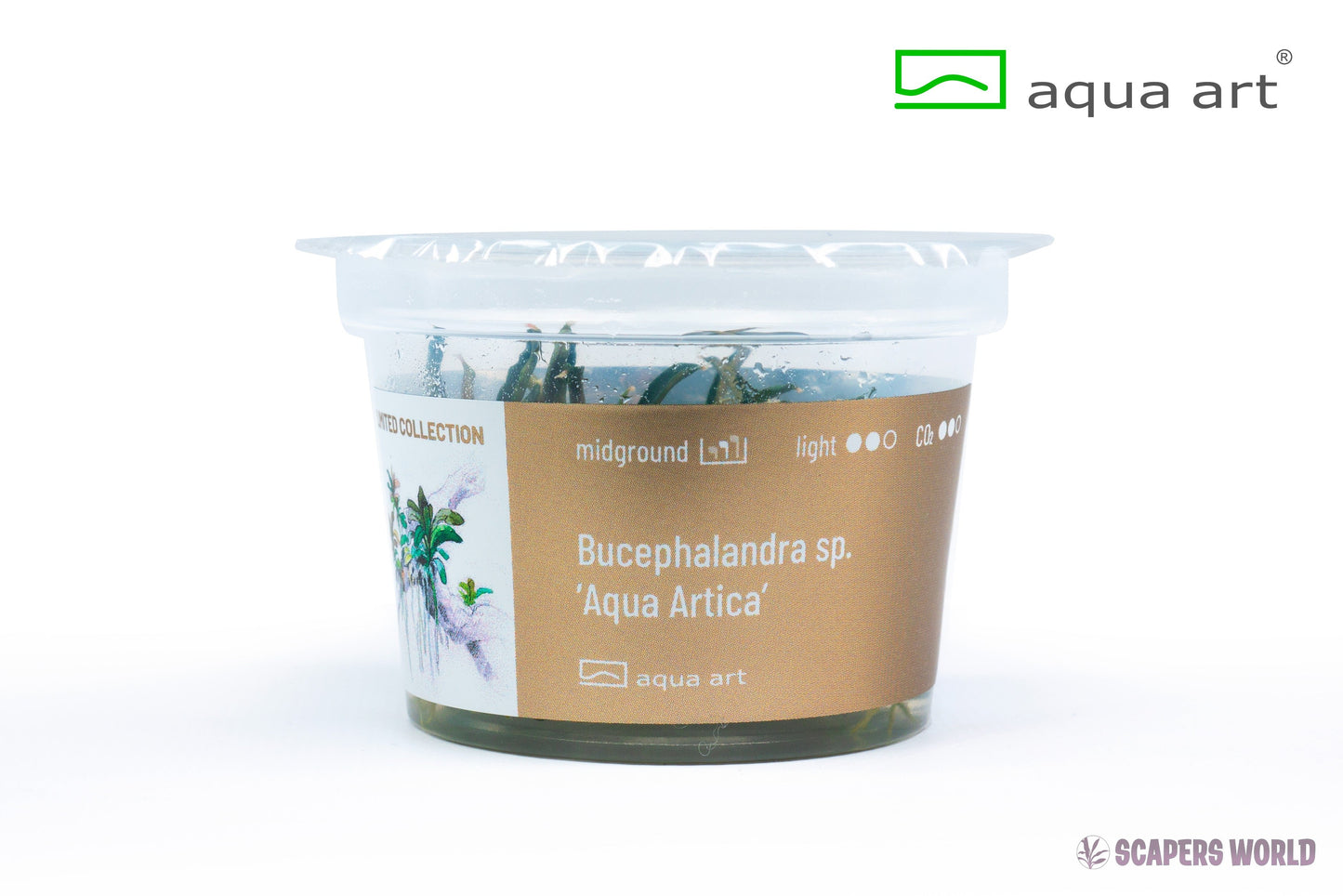 Bucephalandra sp. Aqua Artica