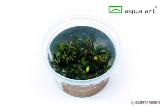Bucephalandra sp. Aqua Artica