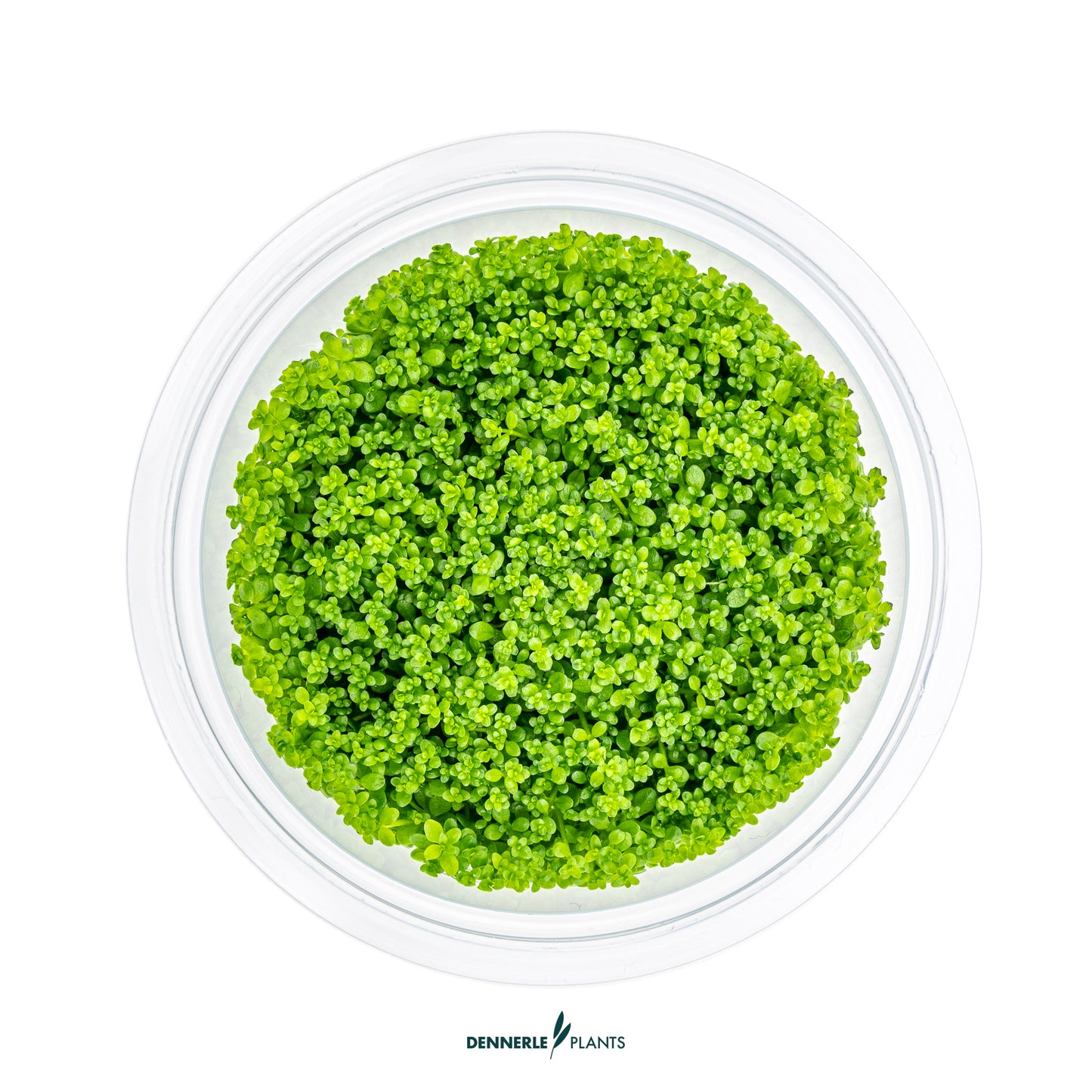 Hemianthus callitrichoides ´Cuba´