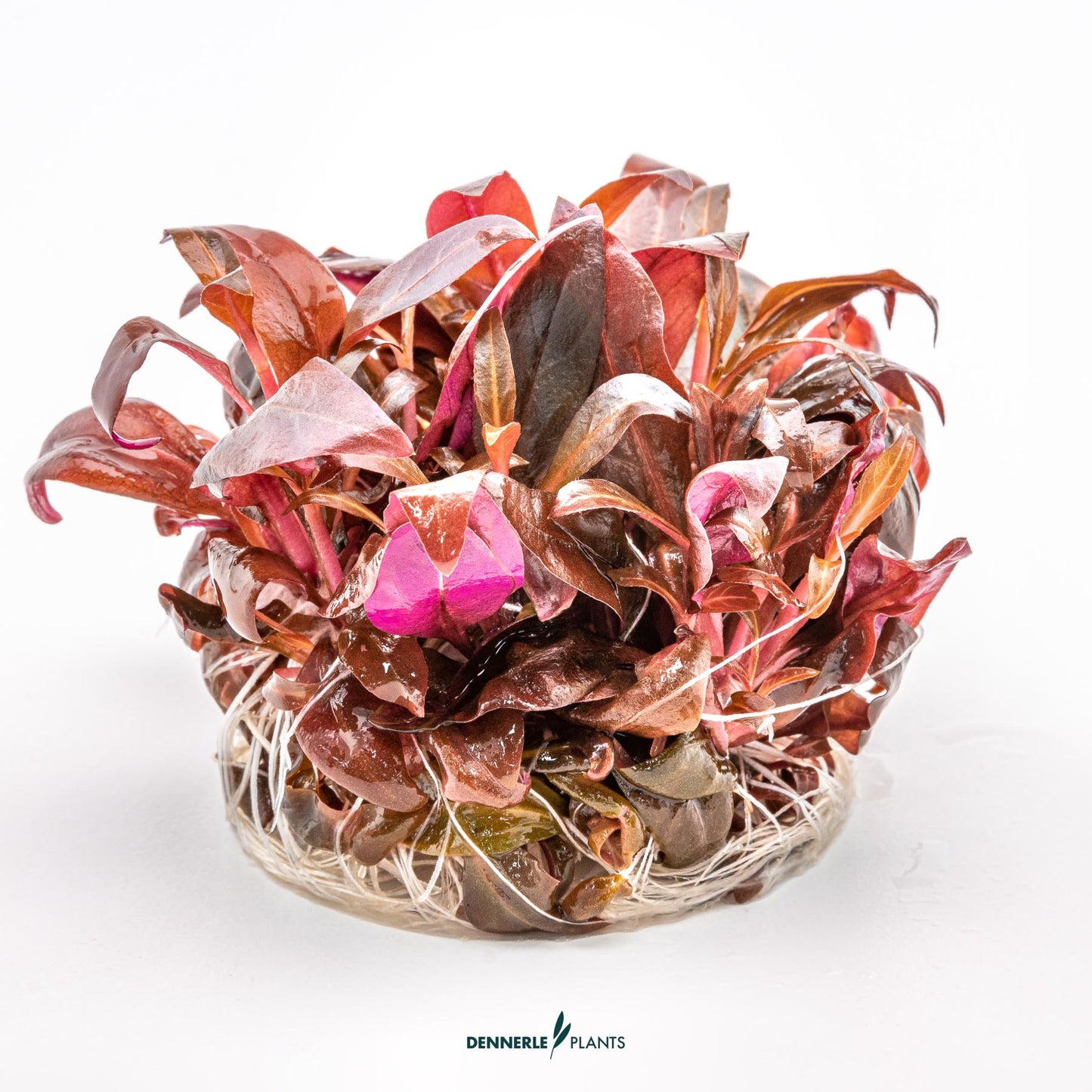 Alternanthera reineckii ´Mini´