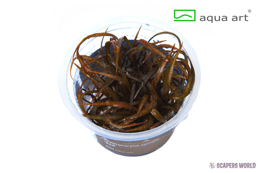 Cryptocoryne spiralis Red