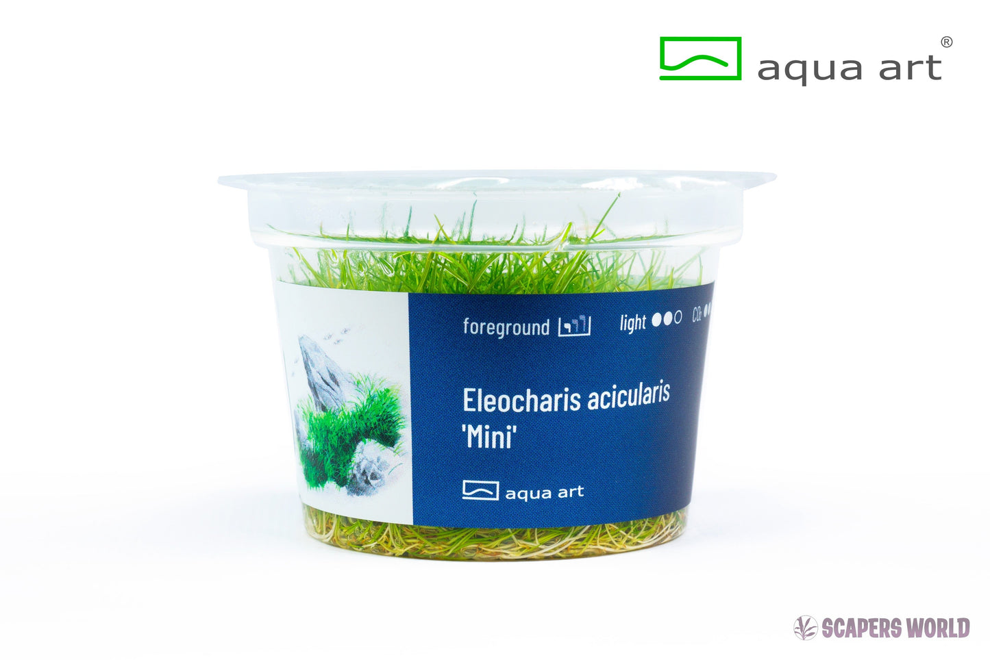 Eleocharis parvula ´mini´