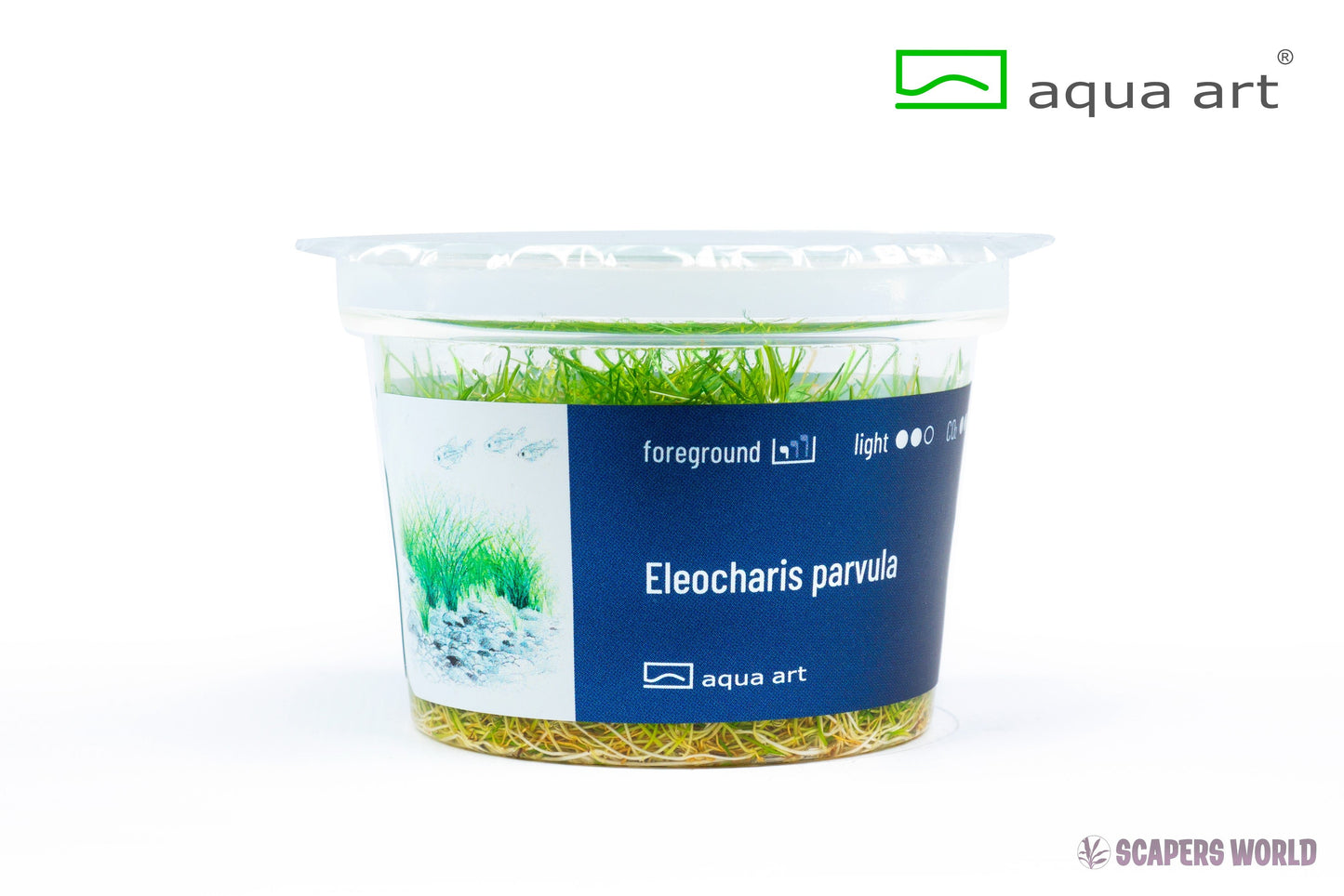 Eleocharis parvula
