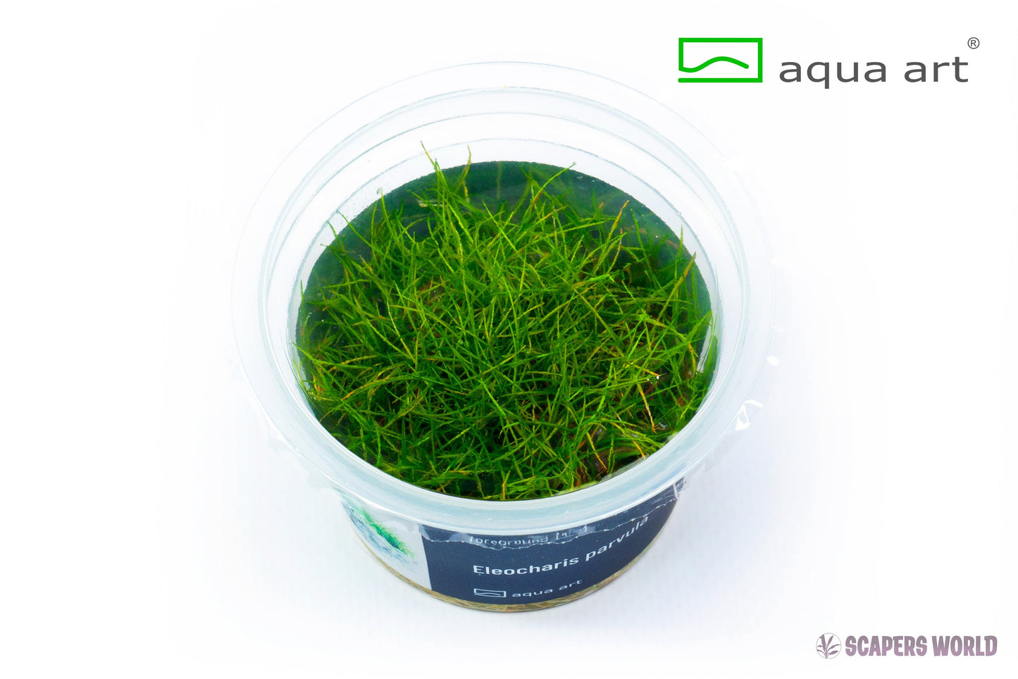 Eleocharis parvula