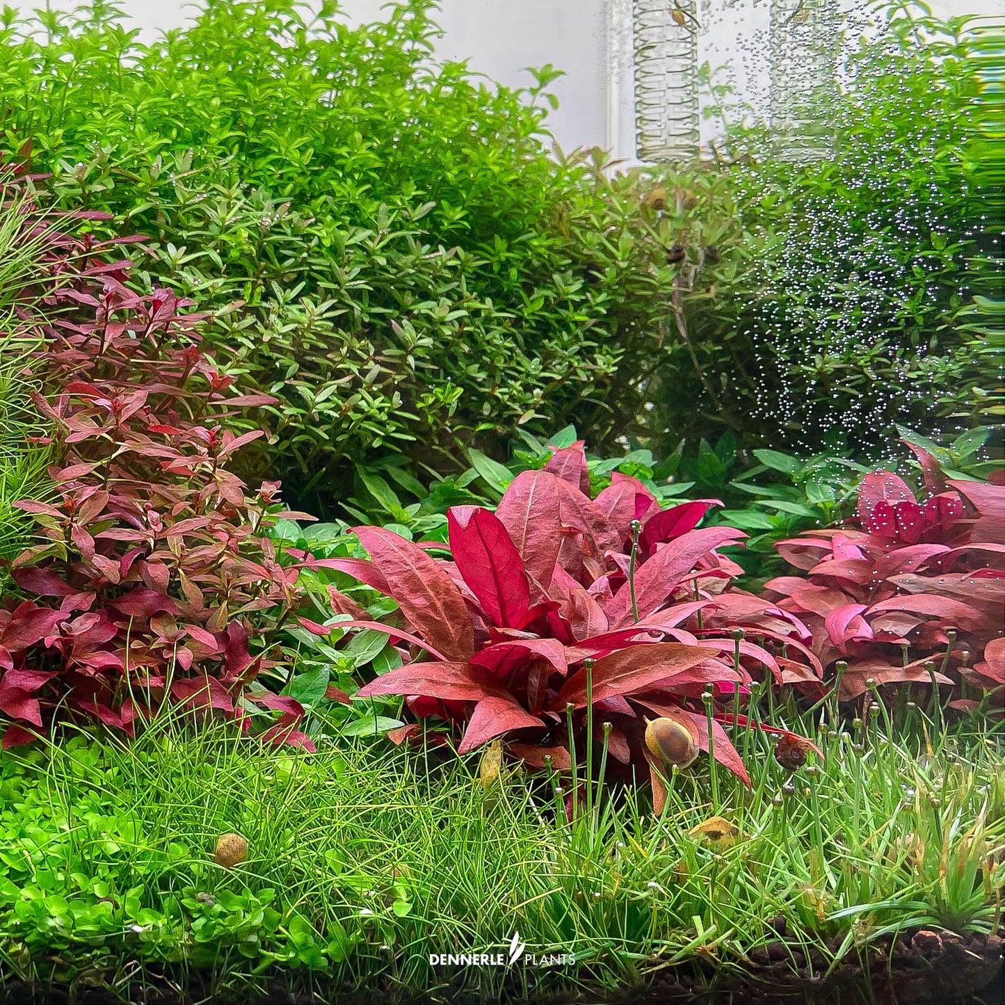Alternanthera reineckii ´Mini´