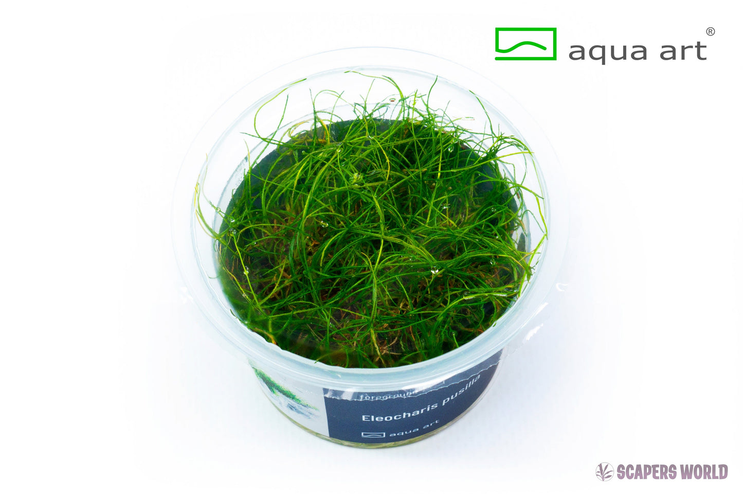Eleocharis Pusilla