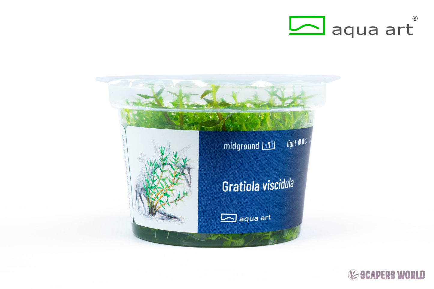 Gratiola viscidula